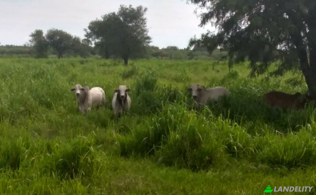 Investing/Development for Sale Estancia Lomas, 021308, Estancia Uruguaita, Villa del Rosario, San Pedro Department, Paraguay. Photo 2