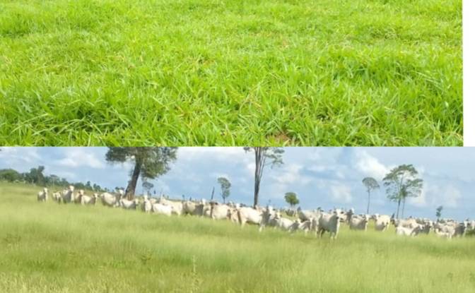 Investing/Development for Sale 021102 Santo. Photo#2 Investing/Development for Sale 021102 Santo. Photo#2