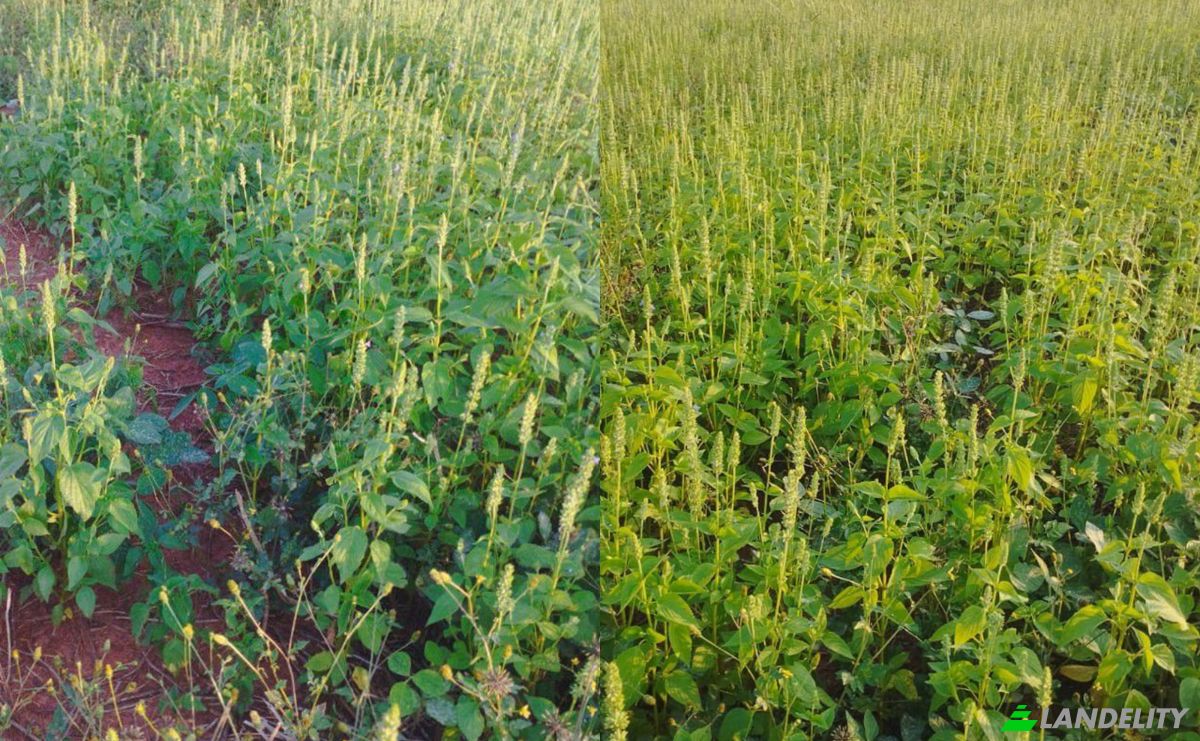 Investing/Development for Sale Via Sin Nombre, 050223, Guaviju, Caaguazu, Caaguazu Department, Paraguay. Photo 2