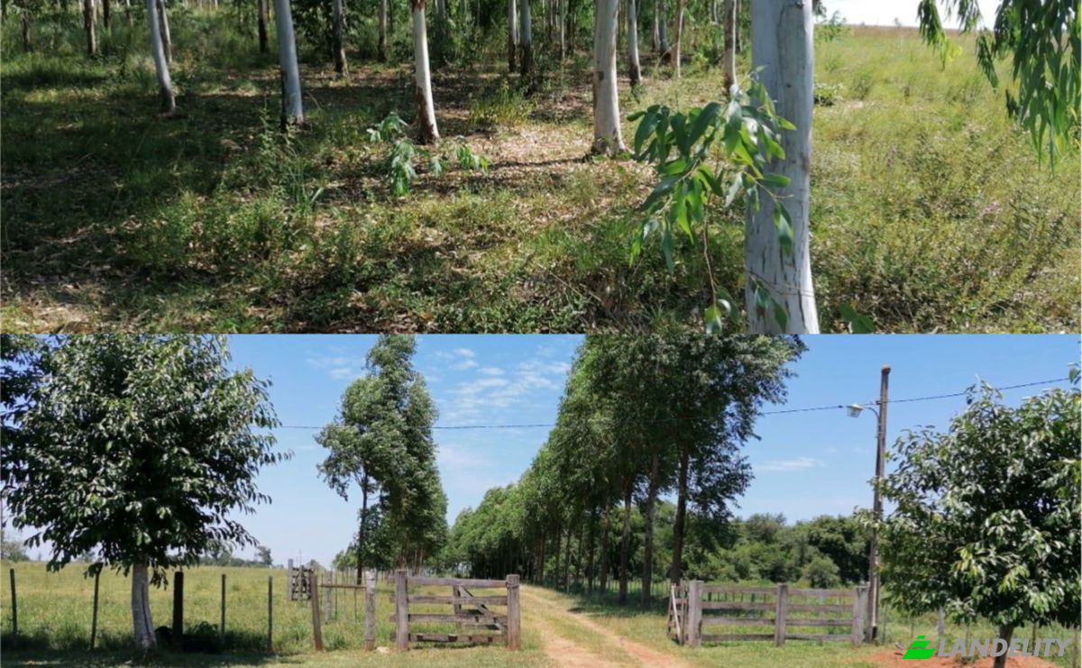 Investing/Development for Sale Via Sin Nombre, Careaga Kue, Guayaibi, San Pedro Department, Paraguay. Photo 6