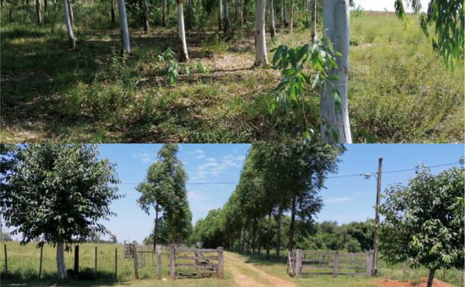 Investing/Development for Sale Via Sin Nombre. Photo#6 Investing/Development for Sale Via Sin Nombre. Photo#6