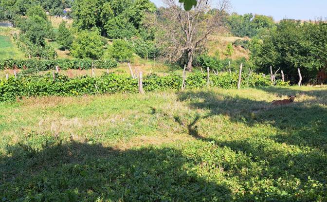 Land Lot for Sale Str Eroilor 11, Hlapesti. Photo#12