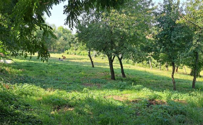 Land Lot for Sale Str Eroilor 11, Hlapesti. Photo#8