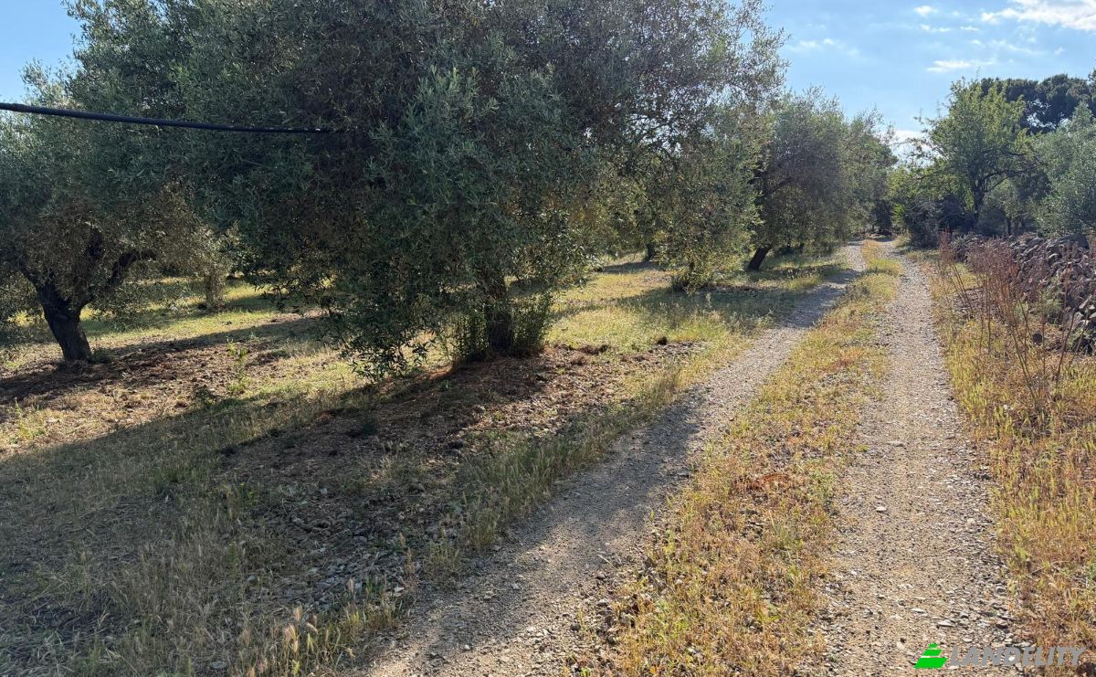 Lote de terreno en venta 09041 Dolianova, Dolianova, Metropolitan City of Cagliari, Sardinia, Italy. Foto 3