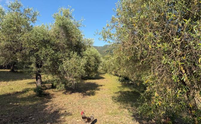 Lote de terreno en venta 09041 Dolianova. Foto#4