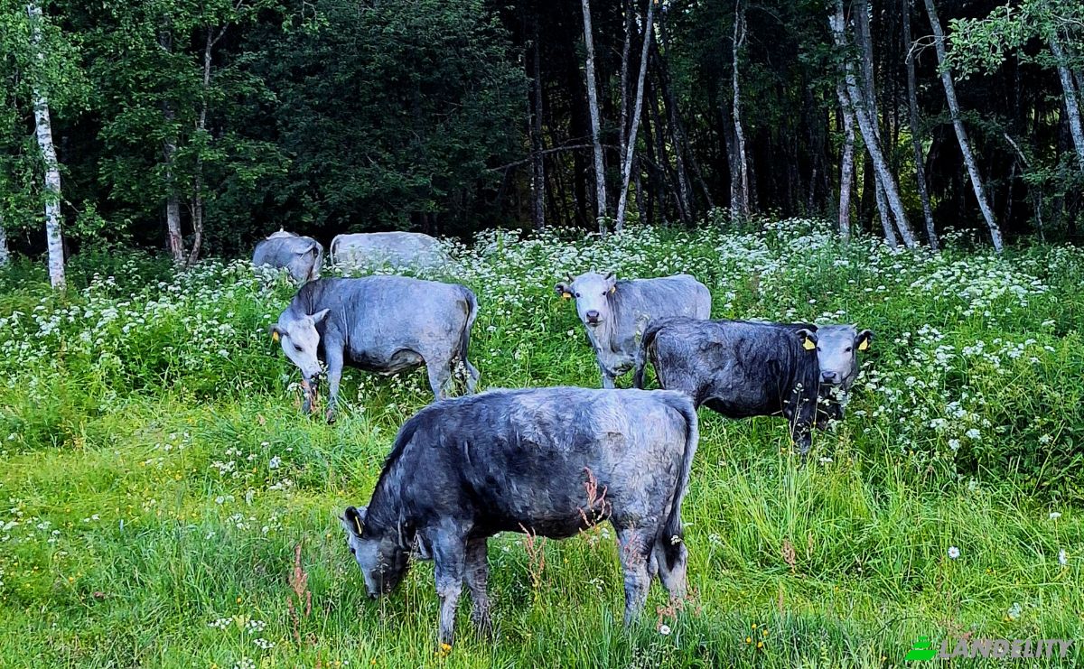 Bauernhof/Ranch zu verkaufen Vaidavas pagasts, Valmieras novads, LV-4228, Vaidava, Vaidava Parish, Valmiera Municipality, Latvia. Foto 17