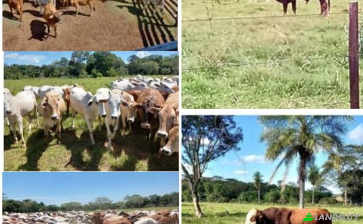 Investing/Development for Sale Via Sin Nombre, YariguaAmi 091305, YariguaAmi, Sapucai, Paraguari Department, Paraguay. Photo 4
