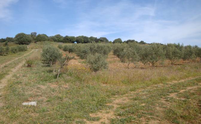 Farm/Ranch for Sale Strada Senza Nome. Photo#14 Farm/Ranch for Sale Strada Senza Nome. Photo#14