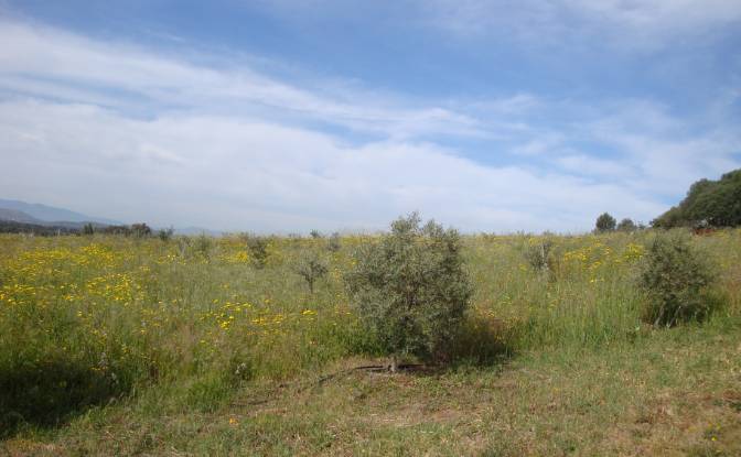 Farm/Ranch for Sale Strada Senza Nome. Photo#15 Farm/Ranch for Sale Strada Senza Nome. Photo#15