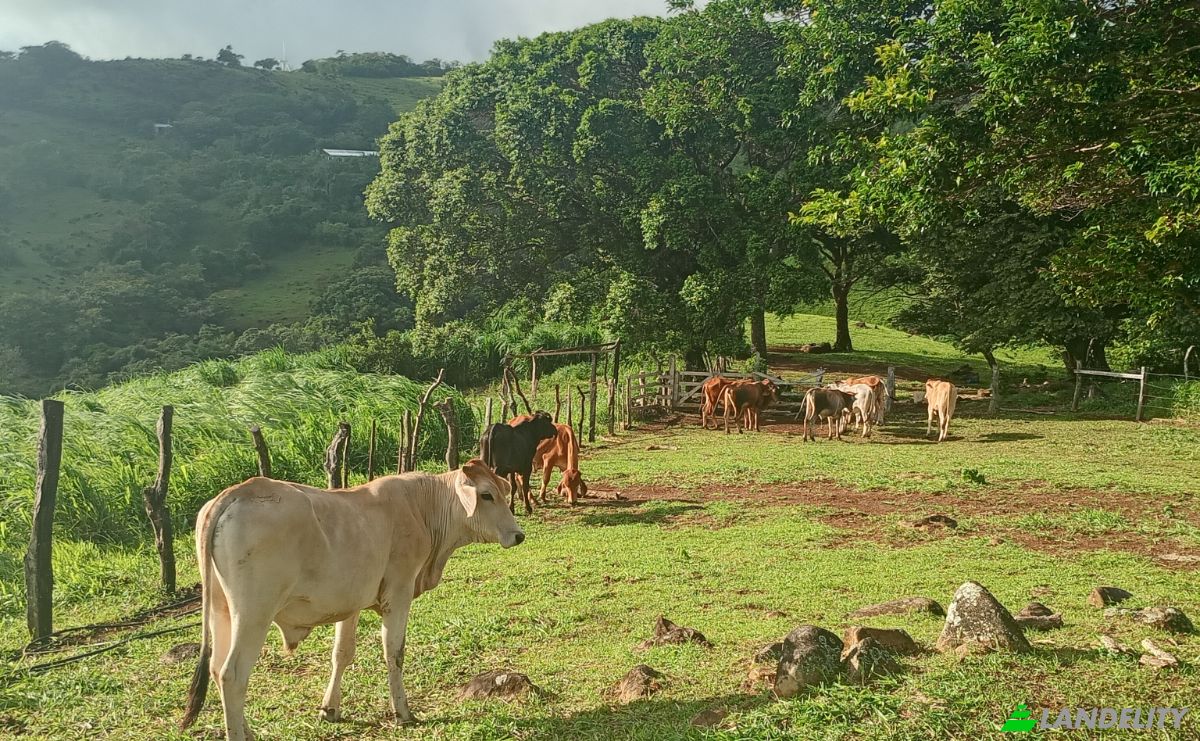 Farm/Ranch for Sale Calle 4, Provincia de Guanacaste, Tierras Morenas, Tilaran, Guanacaste Province, Costa Rica. Photo 6
