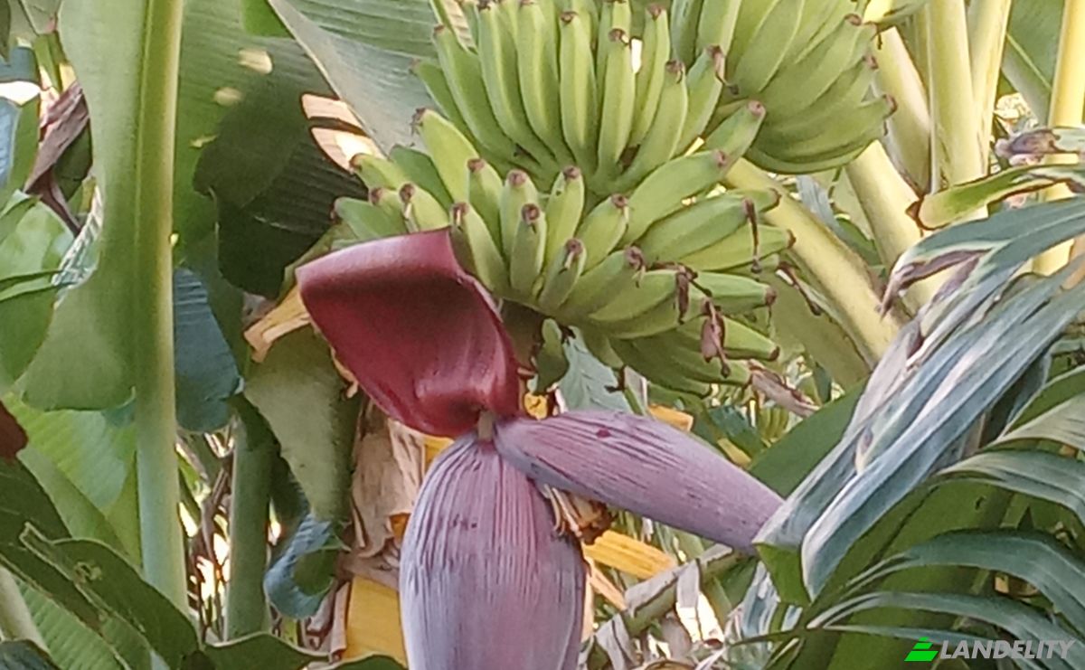 Działka na sprzedaż C Rancho Monte De Sion, 56000, Villa Magante, Gaspar Hernandez, Espaillat Province, Dominican Republic. Zdjęcie 1