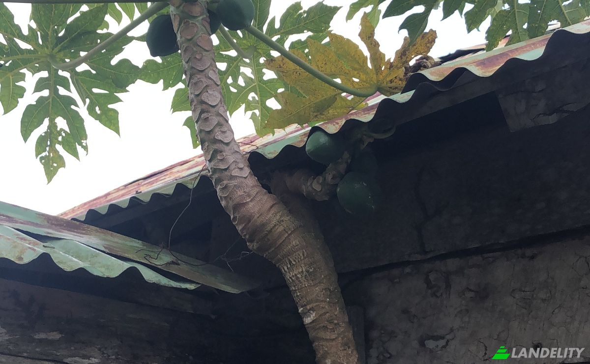 Działka na sprzedaż C Rancho Monte De Sion, 56000, Villa Magante, Gaspar Hernandez, Espaillat Province, Dominican Republic. Zdjęcie 9