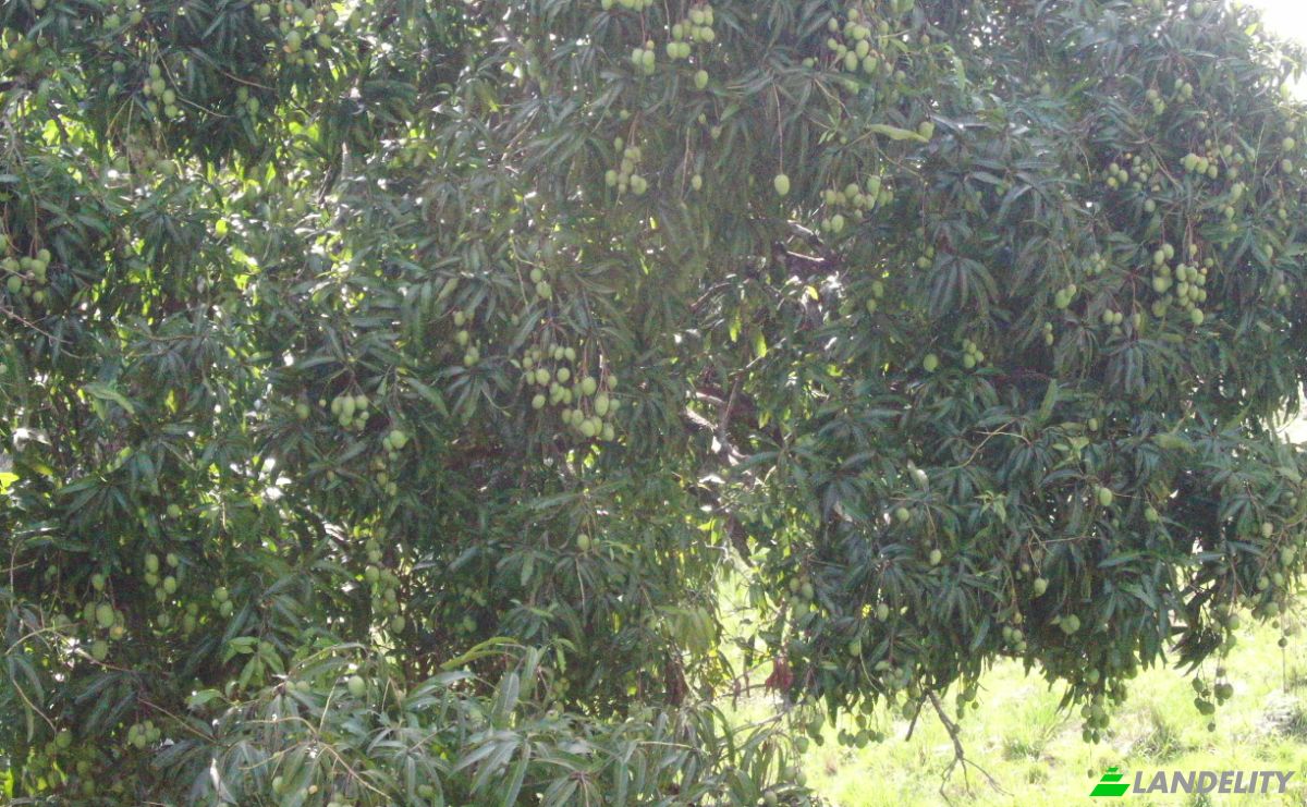 Działka na sprzedaż C Rancho Monte De Sion, 56000, Villa Magante, Gaspar Hernandez, Espaillat Province, Dominican Republic. Zdjęcie 7