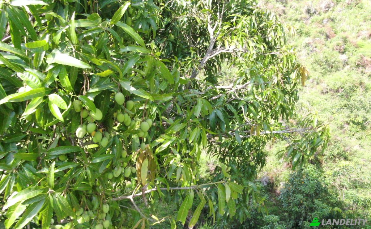 Działka na sprzedaż C Rancho Monte De Sion, 56000, Villa Magante, Gaspar Hernandez, Espaillat Province, Dominican Republic. Zdjęcie 8