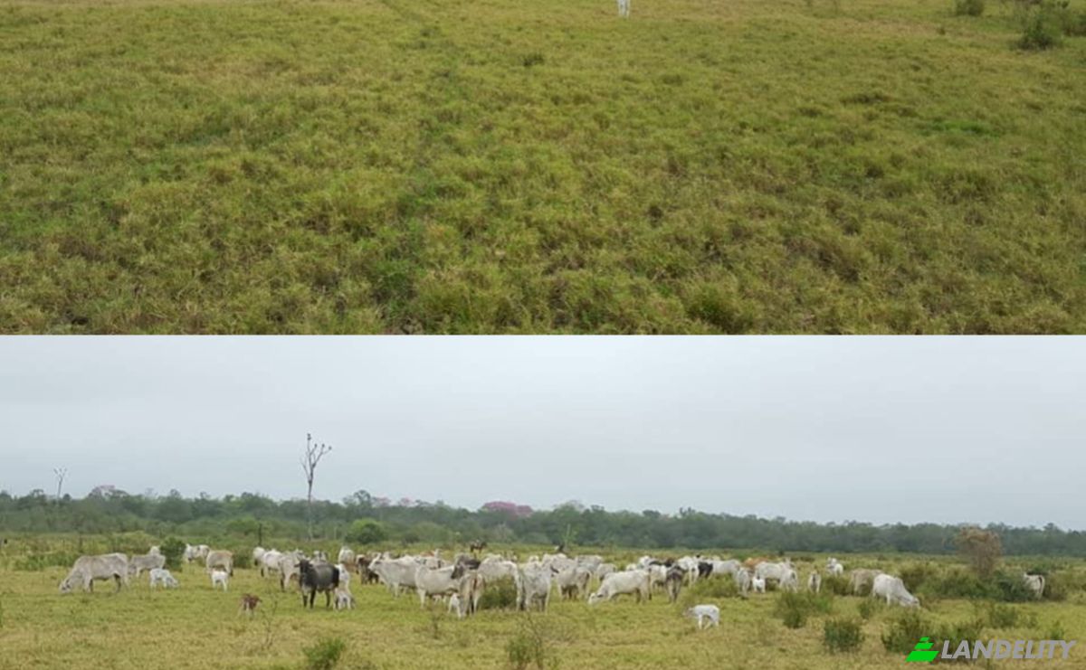 Investing/Development for Sale Zona Ceibo, 150305, Com Indig Riacho San Carlos-Mbokajaty, Puerto Pinasco, Presidente Hayes Department, Paraguay. Photo 6