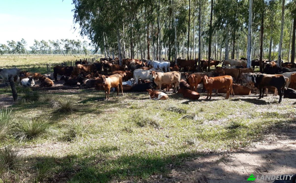 Investing/Development for Sale Via, 070204, Maria Auxiliadora Sub Urbano, Bella Vista, Itapua Department, Paraguay. Photo 19