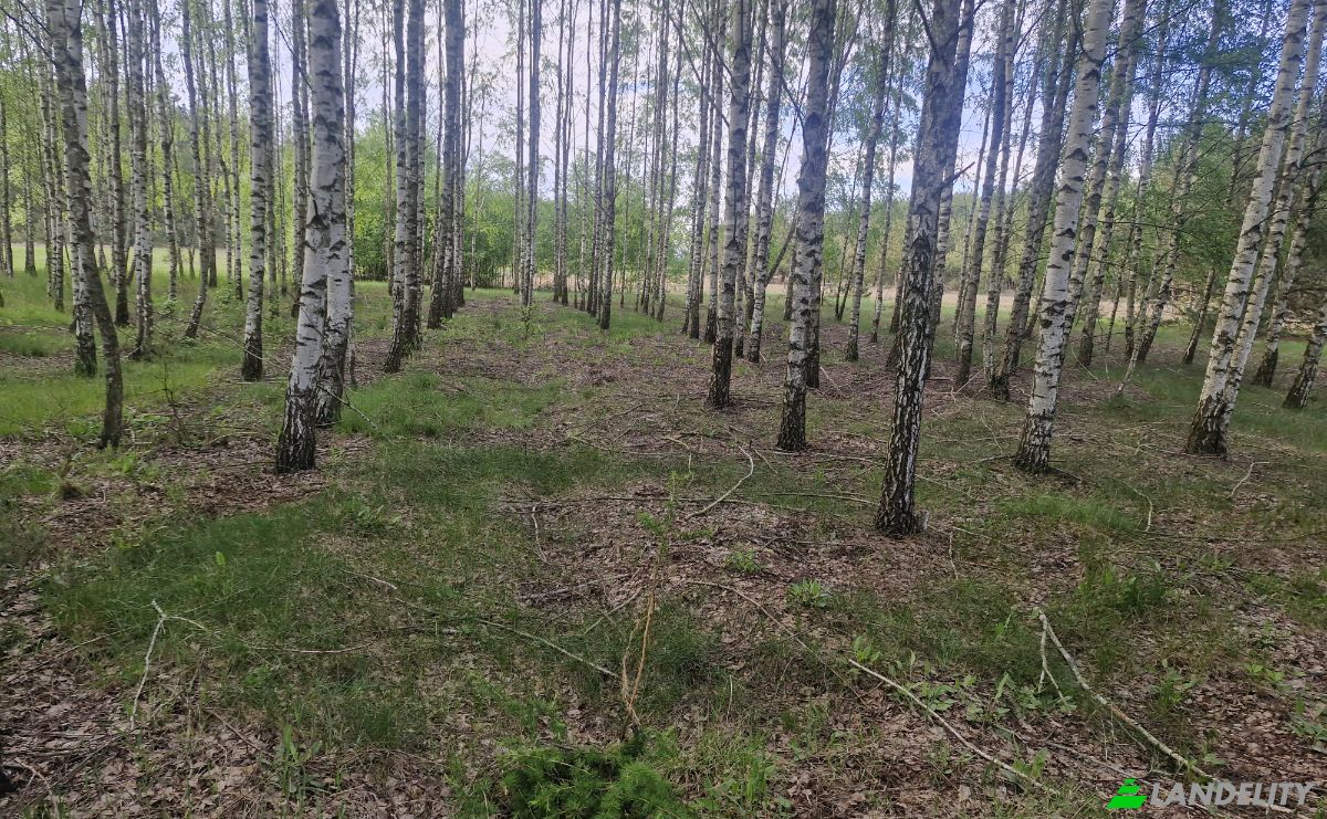 Land Lot for Sale Droga Bez Nazwy, 16-002 PogorzaLki, Rybaki, BiaLystok County, Podlaskie Voivodeship, Poland. Photo 8