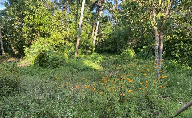 Land Lot for Sale Ahangama, Galle. Photo#3