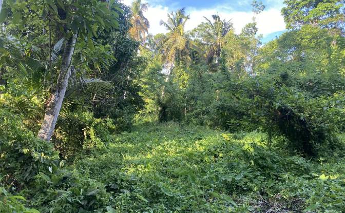 Land Lot for Sale Ahangama, Galle. Photo#5