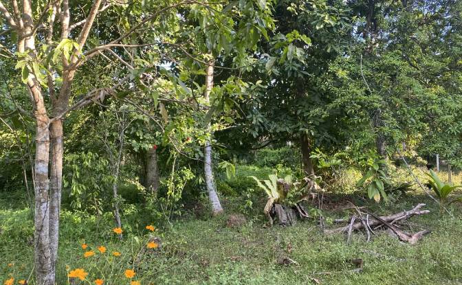 Land Lot for Sale Ahangama, Galle. Photo#6