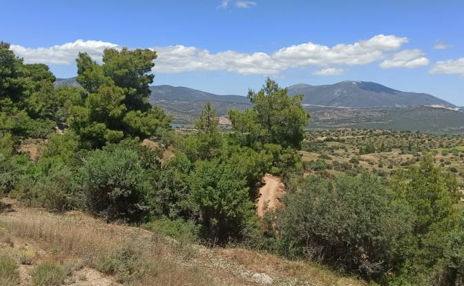 Land Lot for Sale Ermionida 213 00, Kranidi. Photo#2 Land Lot for Sale Ermionida 213 00, Kranidi. Photo#2
