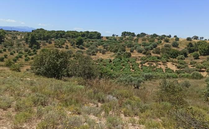 Land Lot for Sale Ermionida 213 00, Kranidi. Photo#6 Land Lot for Sale Ermionida 213 00, Kranidi. Photo#6