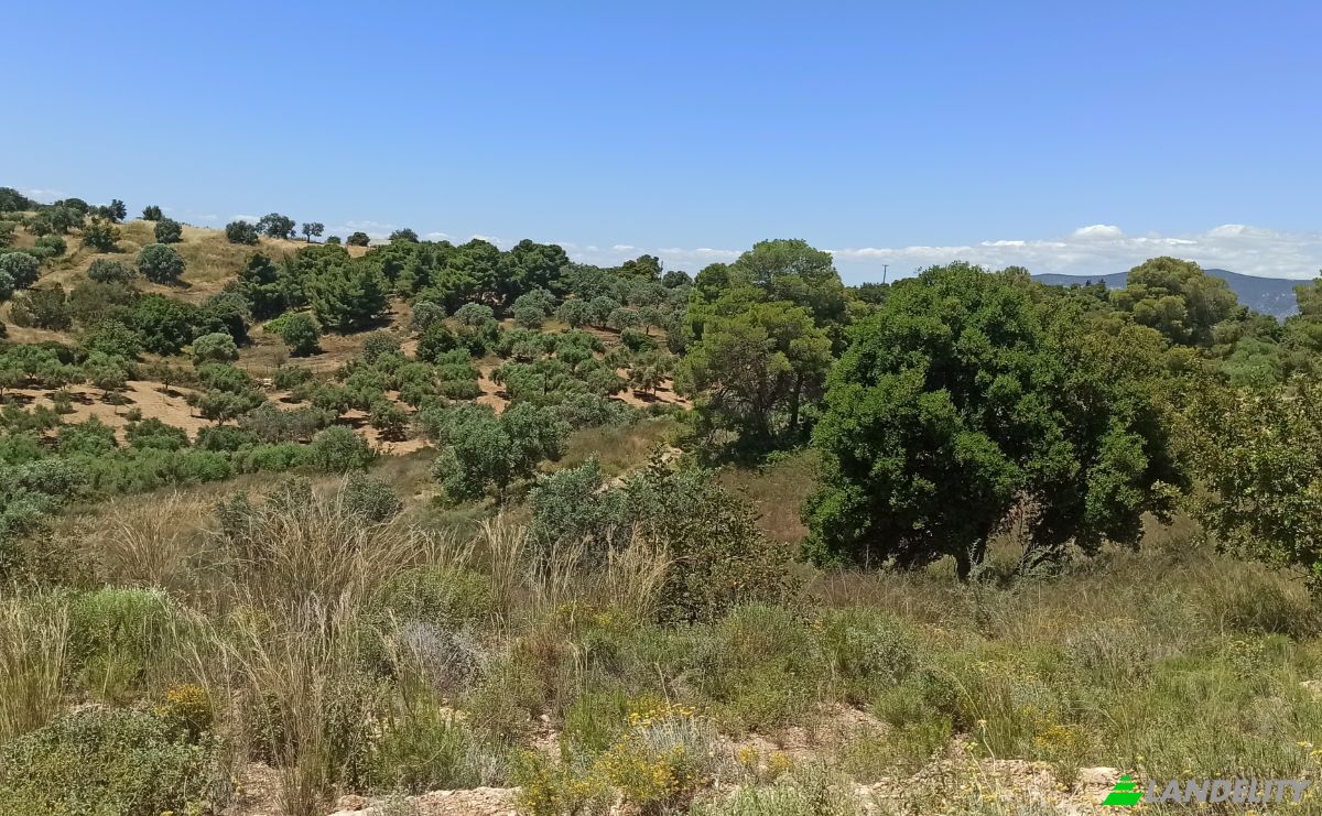 Land Lot for Sale Ermionida 213 00, Kranidi, Peloponnese Region, Decentralized Administration of Peloponnese, Western Greece and the Ionian, Greece. Photo 7