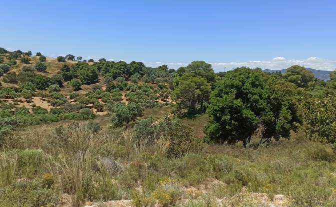 Land Lot for Sale Ermionida 213 00, Kranidi. Photo#7 Land Lot for Sale Ermionida 213 00, Kranidi. Photo#7