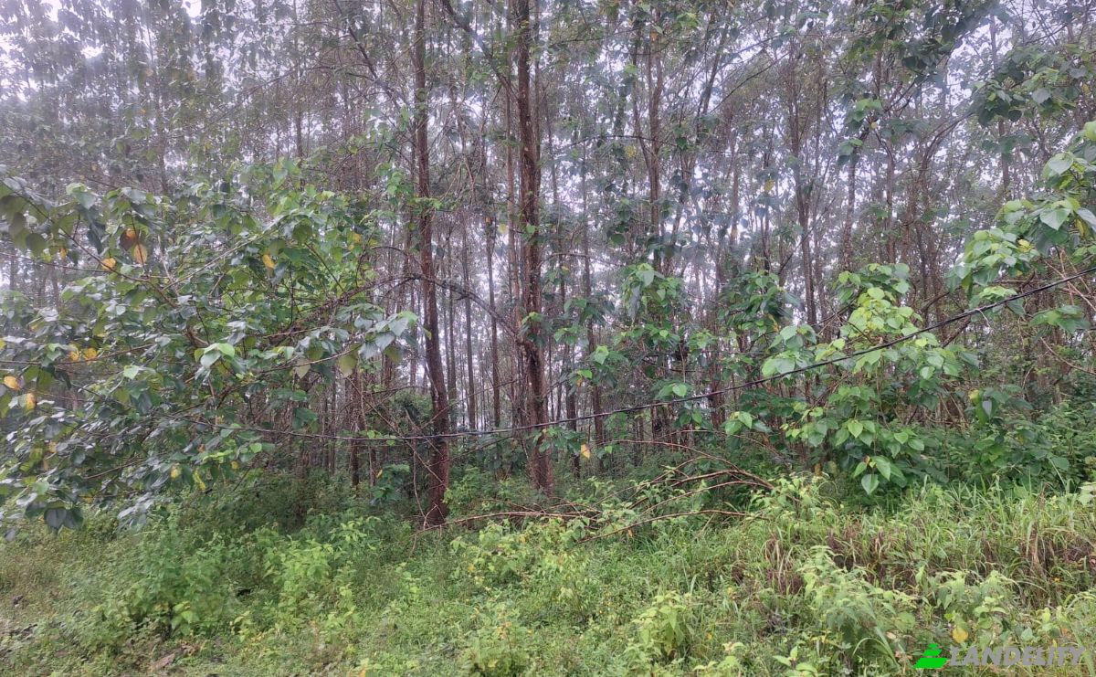 Investing/Development for Sale Pocosol, Provincia de Alajuela, San Carlos, Alajuela Province, Costa Rica. Photo 2