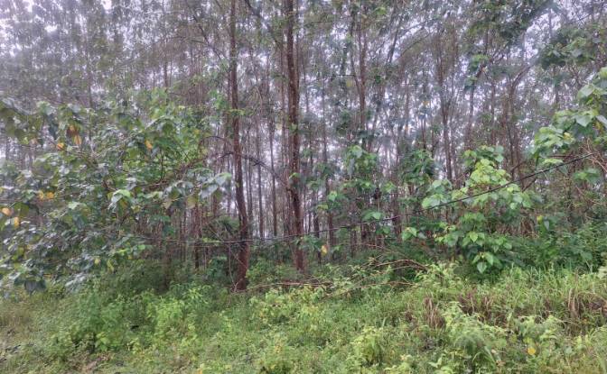 Investing/Development for Sale Pocosol. Photo#2 Investing/Development for Sale Pocosol. Photo#2