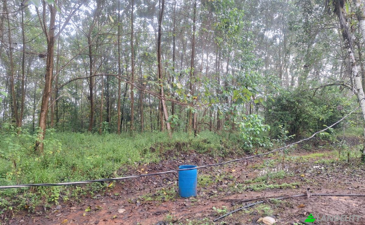 Investing/Development for Sale Pocosol, Provincia de Alajuela, San Carlos, Alajuela Province, Costa Rica. Photo 4