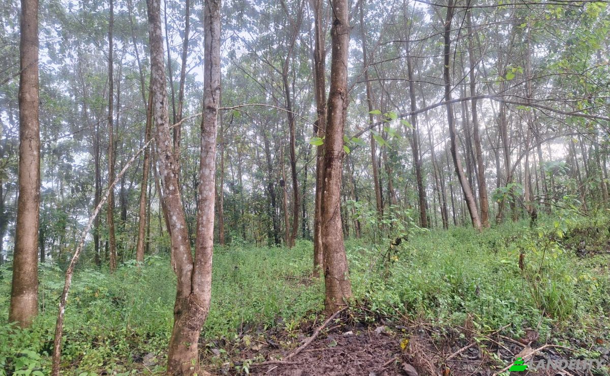 Investing/Development for Sale Pocosol, Provincia de Alajuela, San Carlos, Alajuela Province, Costa Rica. Photo 5