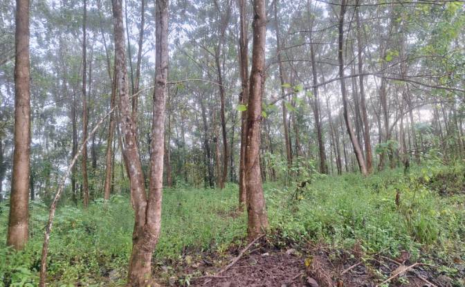 Investing/Development for Sale Pocosol. Photo#5 Investing/Development for Sale Pocosol. Photo#5