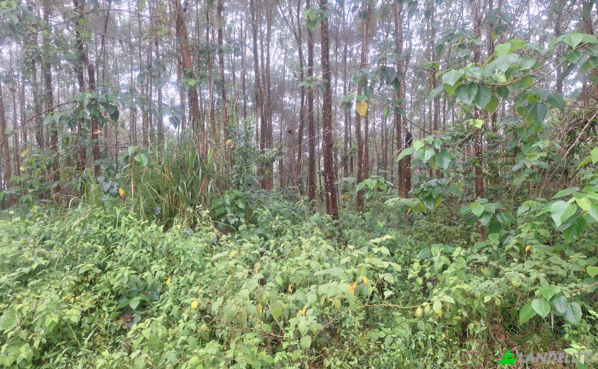 Investing/Development for Sale Pocosol, Provincia de Alajuela, San Carlos, Alajuela Province, Costa Rica. Photo 6