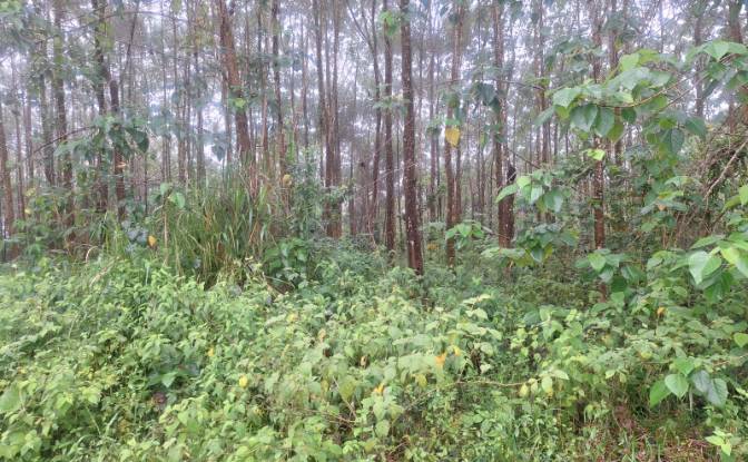Investing/Development for Sale Pocosol. Photo#6 Investing/Development for Sale Pocosol. Photo#6