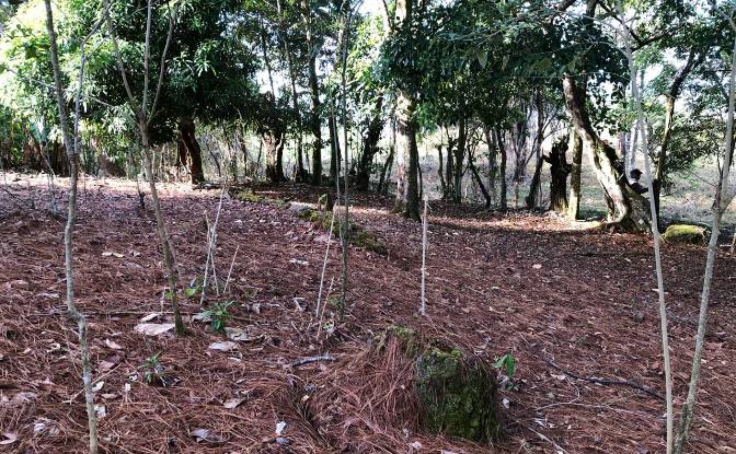 Inversión/Desarrollo en venta Alto Boquete. Foto#11