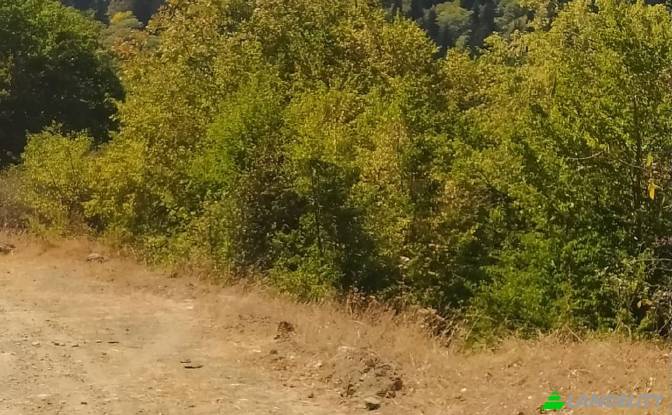 Land/Lot for Sale usaxelo gza, Manglisi. Photo#7 Land/Lot for Sale usaxelo gza, Manglisi. Photo#7