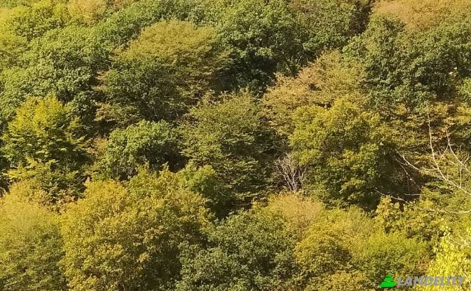 Land/Lot for Sale usaxelo gza, Manglisi. Photo#8 Land/Lot for Sale usaxelo gza, Manglisi. Photo#8