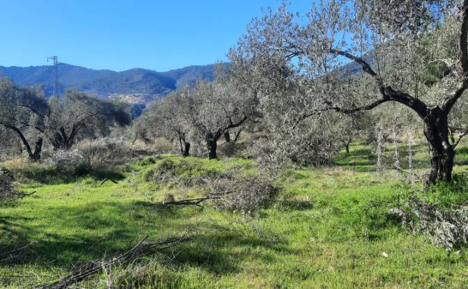Île à vendre Incirkoy, ova kume evleri no 35 2. Photo#14