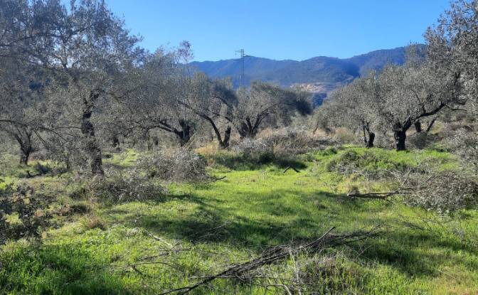 Île à vendre Incirkoy, ova kume evleri no 35 2. Photo#15