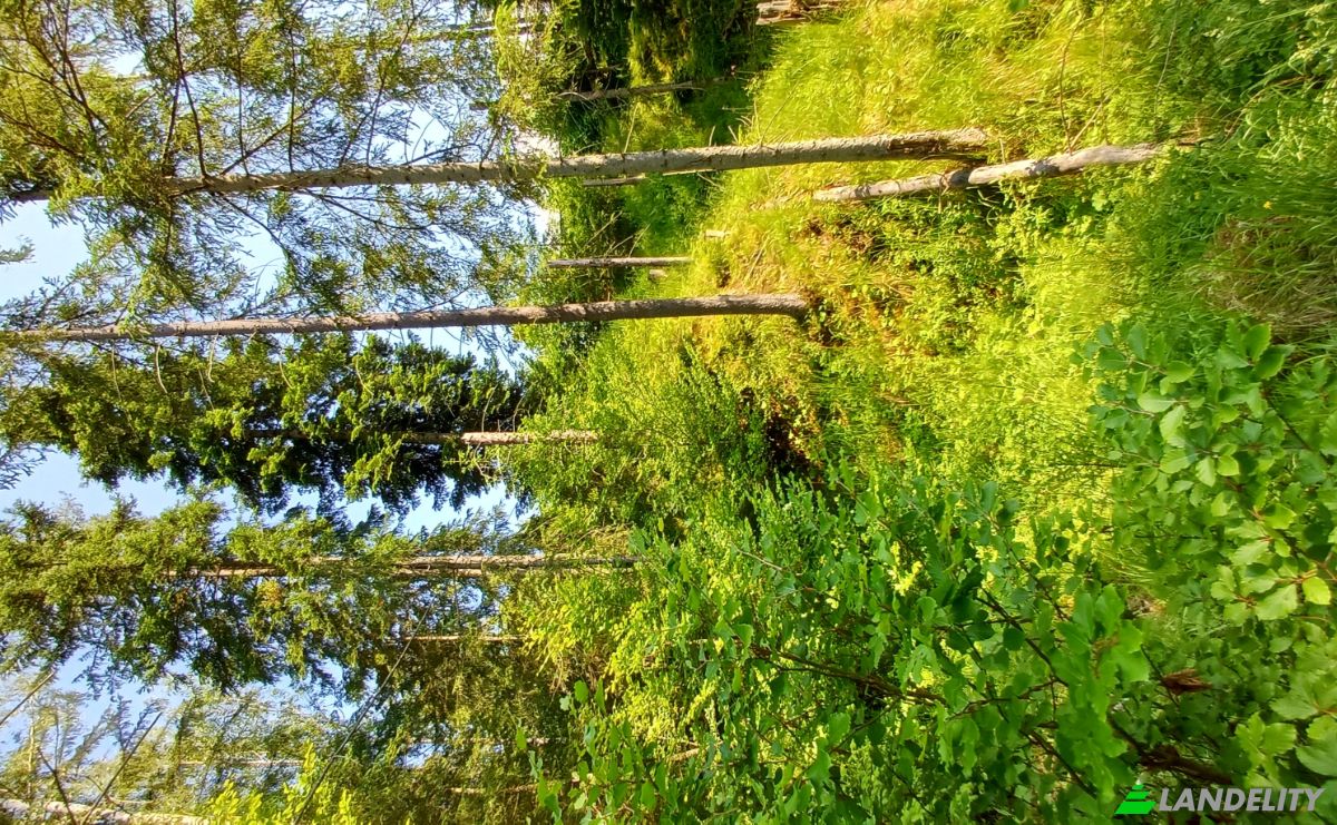 Grondperceel Te koop Str Valea Strajerului, Campulung Moldovenesc, Pojorata, Suceava County, Romania. Foto 5