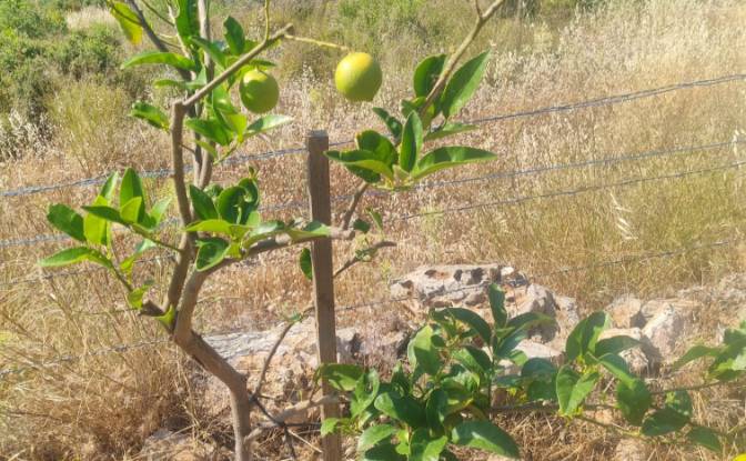 Lote de terreno en venta Mazikoy. Foto#17