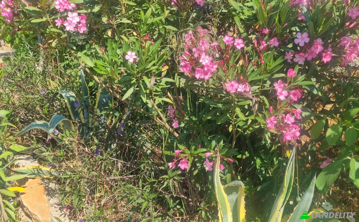 Lote de terreno en venta Mazikoy, 48440 Bodrum Mugla, Bodrum Mugla, Bodrum, Mugla, Turkiye. Foto 18