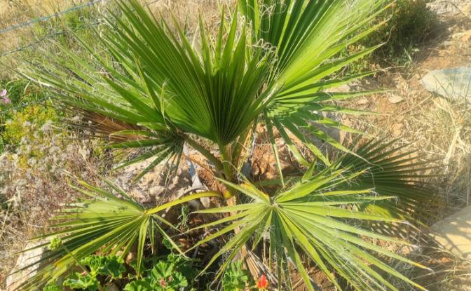 Lote de terreno en venta Mazikoy. Foto#19