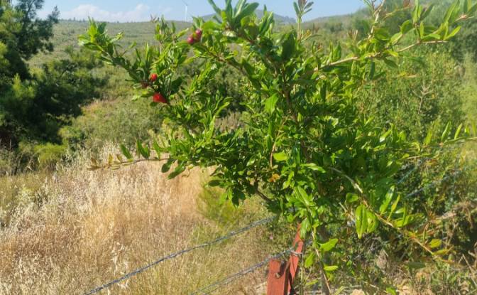 Lote de terreno en venta Mazikoy. Foto#20