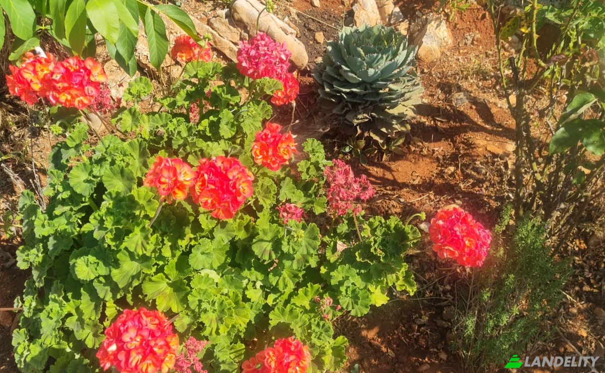 Lote de terreno en venta Mazikoy, 48440 Bodrum Mugla, Bodrum Mugla, Bodrum, Mugla, Turkiye. Foto 4