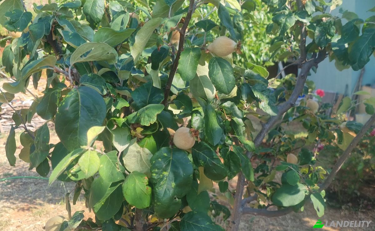 Lote de terreno en venta Mazikoy, 48440 Bodrum Mugla, Bodrum Mugla, Bodrum, Mugla, Turkiye. Foto 5