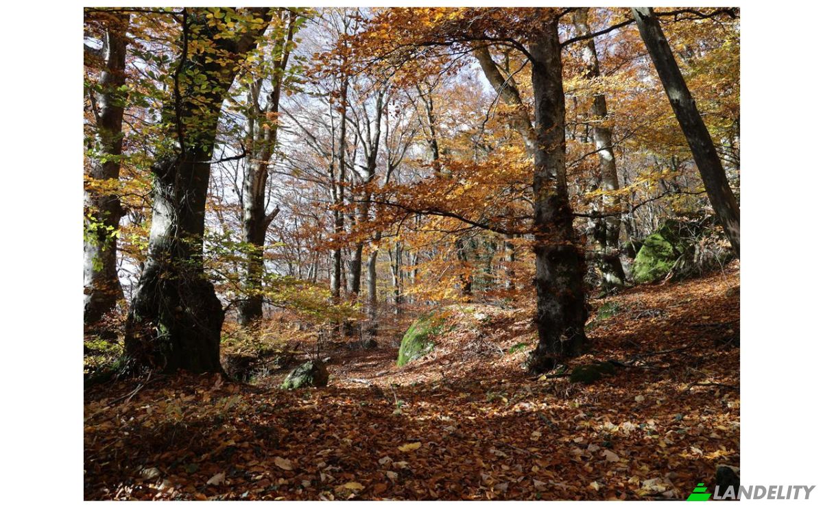 Inversión/Desarrollo en venta Str Traversa della Crocetta, 01038 Soriano nel Cimino VT, Soriano nel Cimino, Province of Viterbo, Lazio, Italy. Foto 7