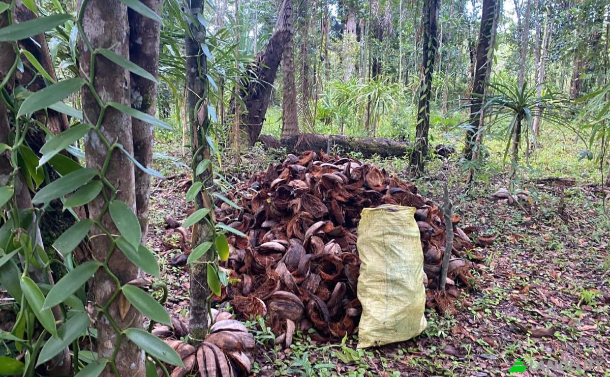 Grondperceel Te koop RN5, Fandrarazana, Soanierana Ivongo, Analanjirofo, Madagascar. Foto 1