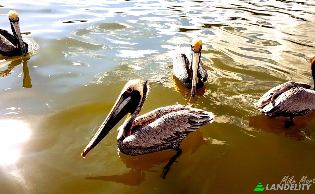 Односімейний будинок продаж Barrio Santa Eduviges, Provincia de Puntarenas, Chacarita, Puntarenas Province, Costa Rica. Фото 6